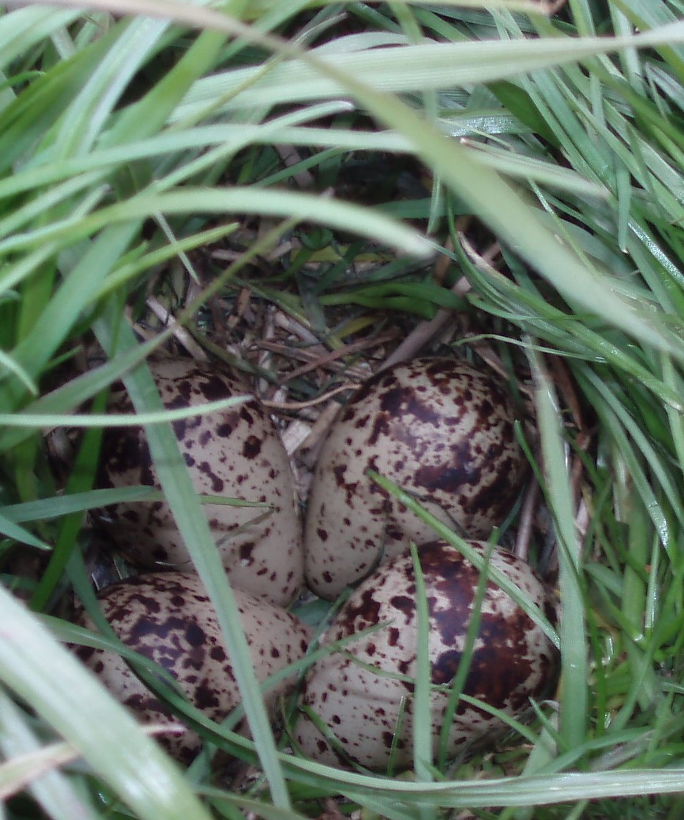 
    
            Top-down view of four brown-dotted bird eggs. They lie next to each other in a nest made...        
        
