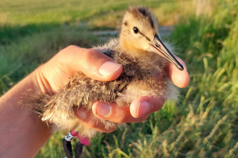 
    
            A hand holds a Black-tailed Godwit chick. The chick carries multiple coloured rings on its...        
        
