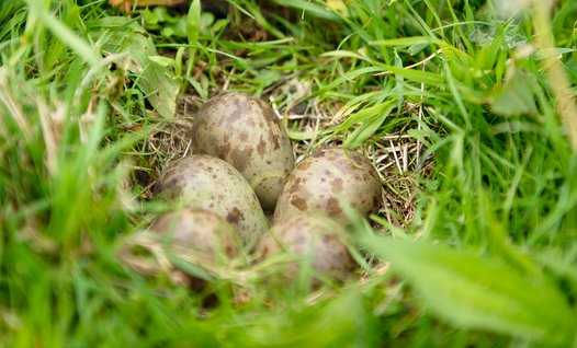 
    
            Close-up of four greenish bird eggs lying in the grass of a meadow.        
        
