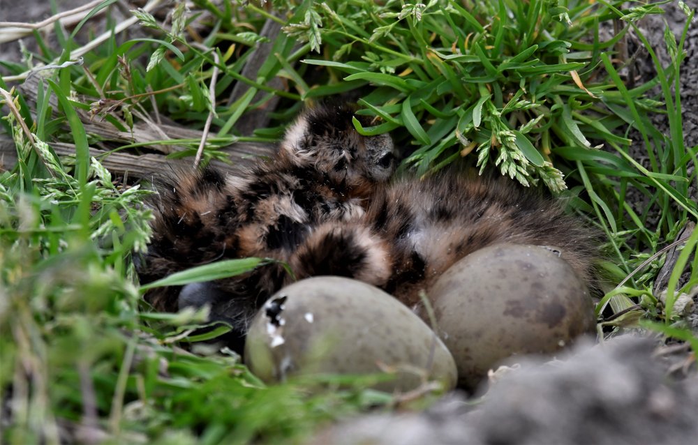 
    
            Close-up view of very young Black-tailed Godwit chicks. Next to the chicks are two eggs,...        
        
