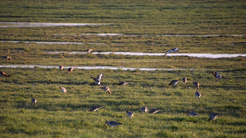 
    
            More than 20 Black-tailed Godwits stand in short grass vegetation. Most of them have their...        
        
