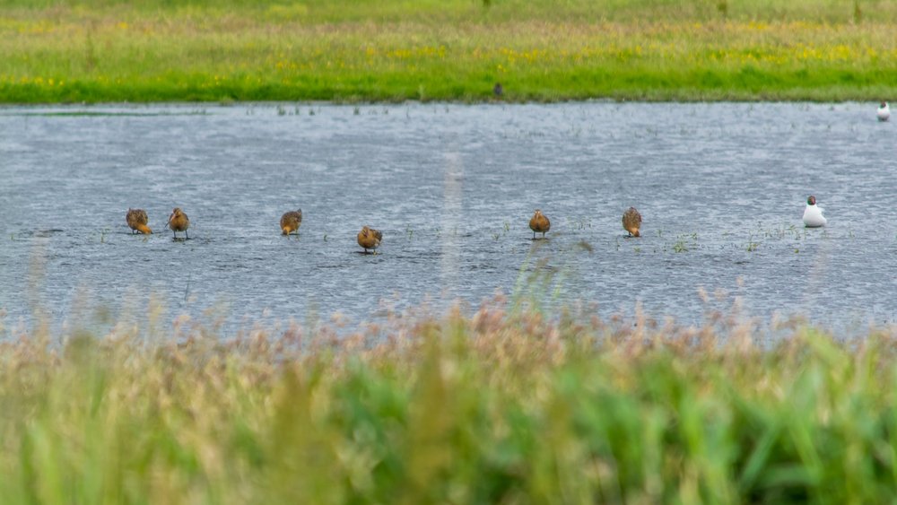 
    
            Six black-tailed Godwits and two Black-headed Gulls stand in a large body of shallow...        
        
