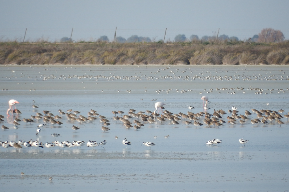 
    
            A large group of birds of many different species stands in a large shallow pond. Some of...        
        
