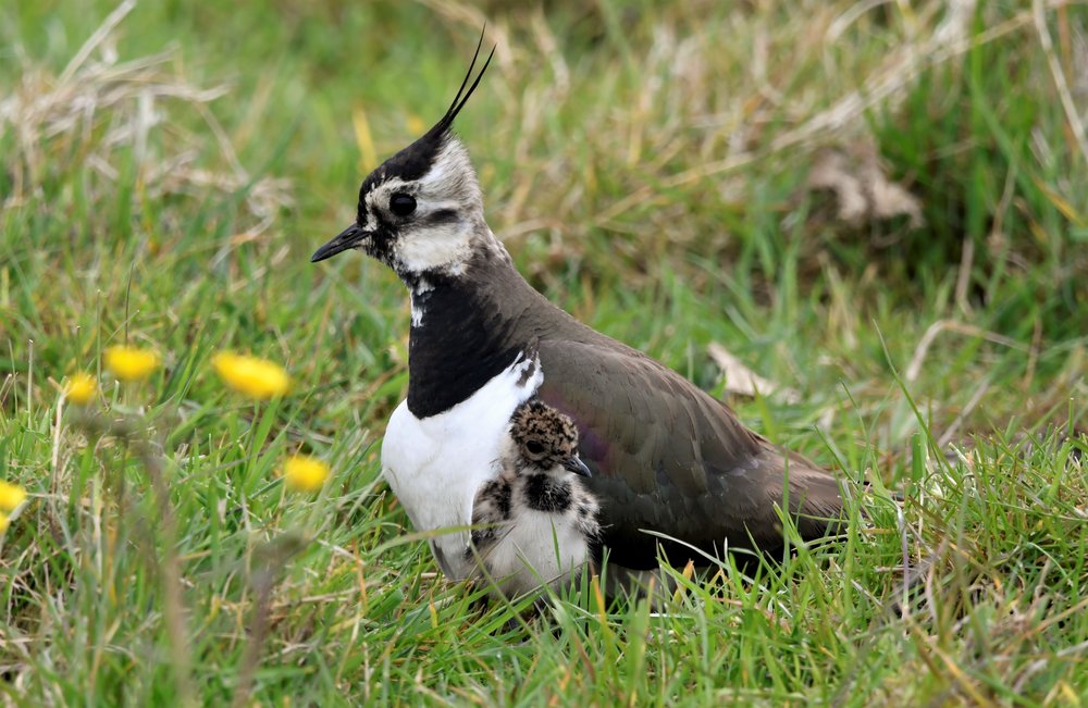 
    
            A Lapwing rests on short grass vegetation. Directly next to its wing stands a fluffy bird...        
        
