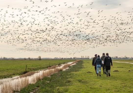 Open marsh grassland with a ditch on the left and a group of people walking away from the camera on the right. The meadow is being overflown by a flock of birds.