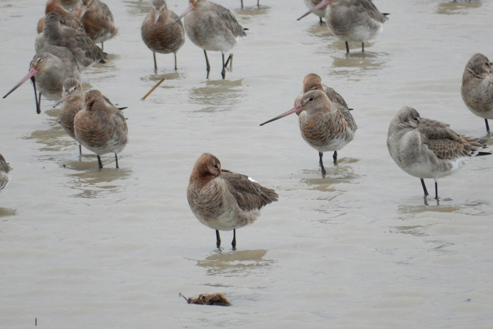 
    
            A relatively close shot of around 15 Black-tailed Godwits standing in shallow water. The...        
        
