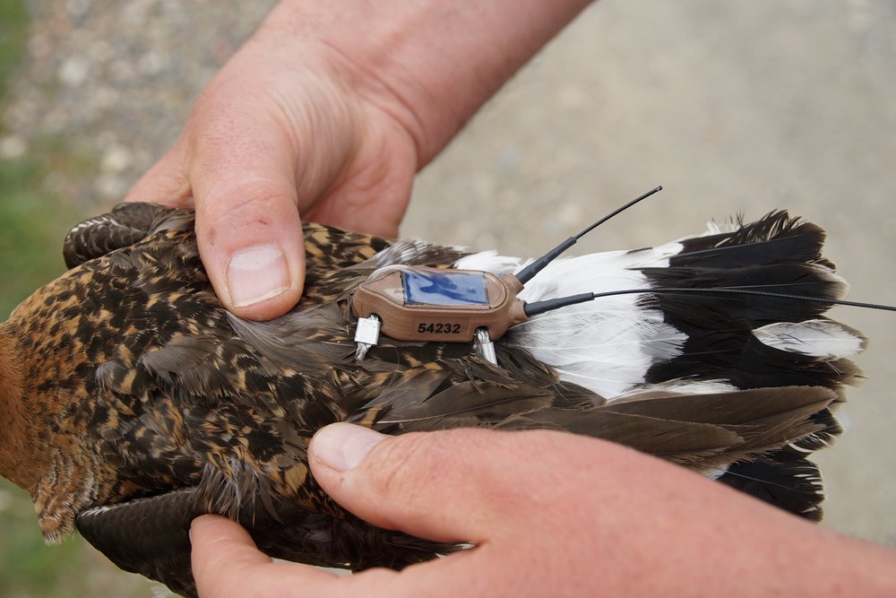 
    
            Two hands hold a bird close to the camera. On its back is a small device with a solar...        
        
