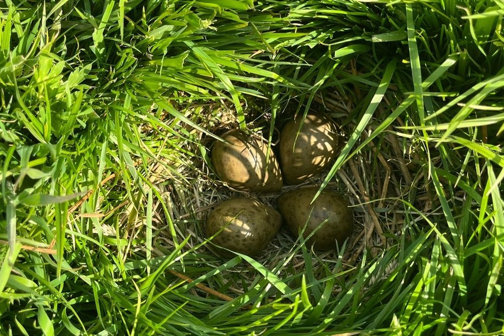 
    
            Four brown-dotted bird eggs lay on the grassy ground. The nest is surrounded by higher...        
        
