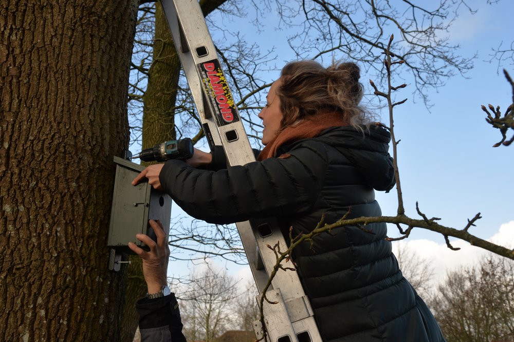 
    
            A woman is standing on a ladder that leans against a tree. She is using an electric...        
        
