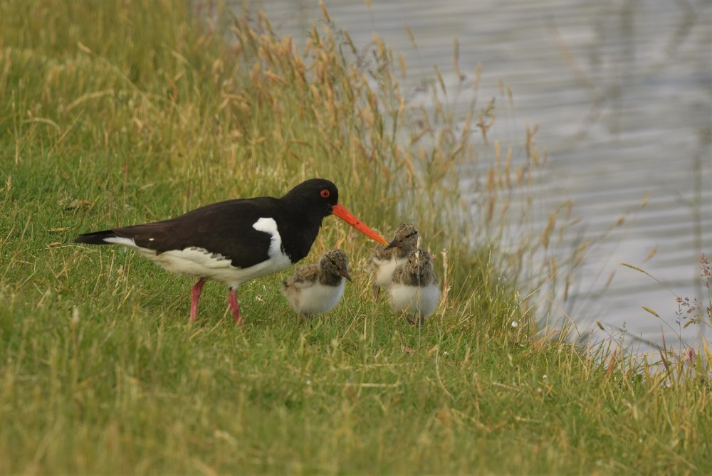 
    
            A Eurasian Oystercatcher is standing on short grass. Next to it stand three young chicks....        
        
