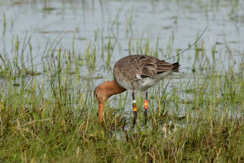 
    
            A Black-tailed Godwit stands on wet grassland. It has three rings on each leg and a black...        
        
