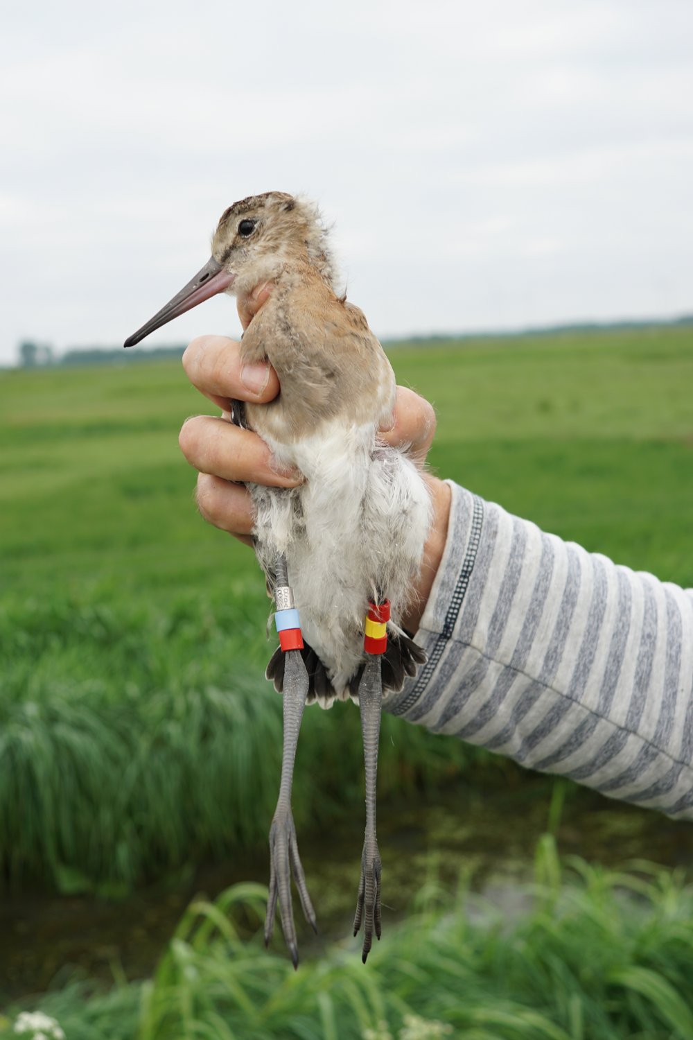 
    
            A hand holds a young Black-tailed Godwit into the camera. It has three rings on each leg....        
        
