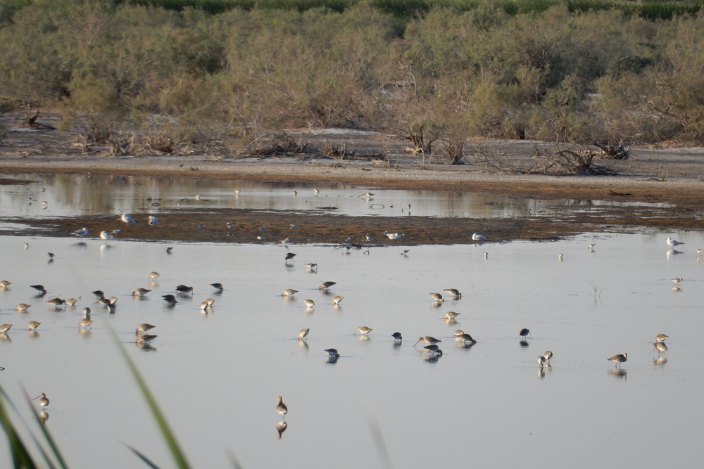 
    
            A group of Black-tailed Godwits and some other birds stands in shallow water. In the...        
        
