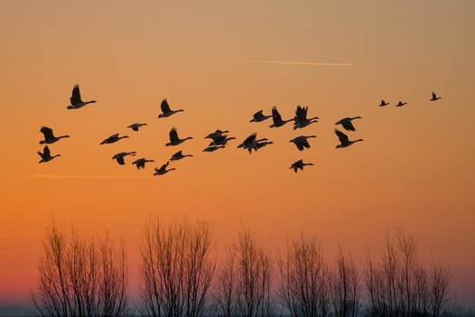 
    
            A flock of geese flies along above the treetops against an orange morning sky.        
        
